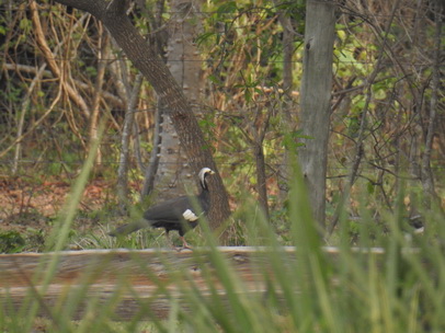 Common Piping Guan