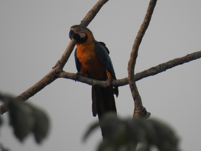   blue and yellow macaw  blue and gold macaw  Arablue and yellow macaw  blue and gold macaw  Ara