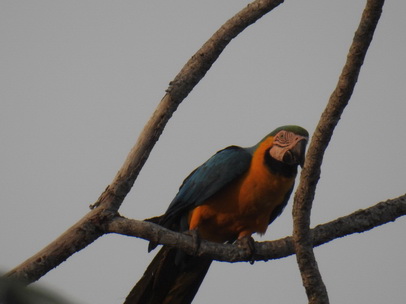   blue and yellow macaw  blue and gold macaw  Arablue and yellow macaw  blue and gold macaw  Ara