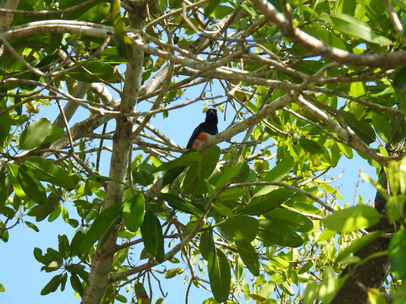 blue-crowned-trogon 