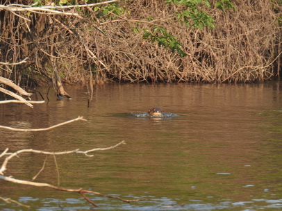 Lontra  Fischotter 