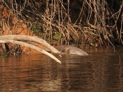  Lontra  Fischotter 