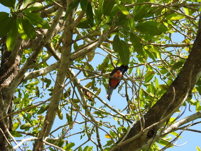   blue-crowned-trogon blue-crowned-trogon 