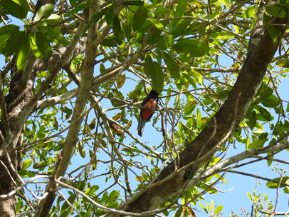   blue-crowned-trogon blue-crowned-trogon 