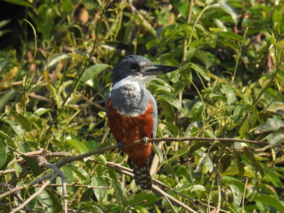 kingfisher, eisvogel