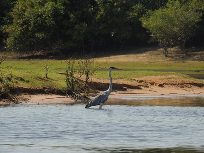 heron giant