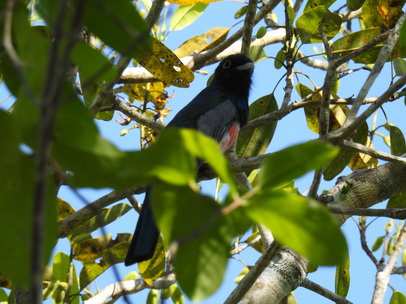   blue-crowned-trogon blue-crowned-trogon 