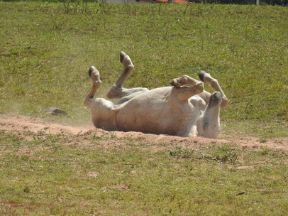 Horsewellness