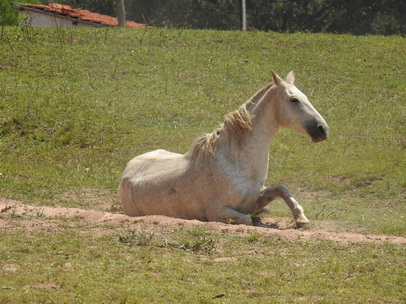 Horsewellness