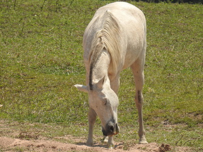 Horsewellness