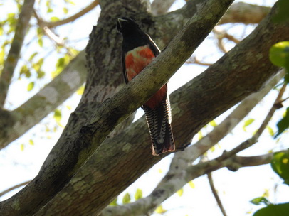 blue-crowned-trogon blue-crowned-trogon 