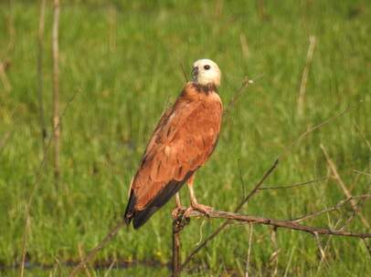 HawkHawk Savannah Hawk