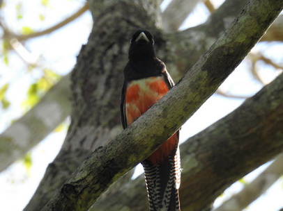 blue-crowned-trogon blue-crowned-trogon 