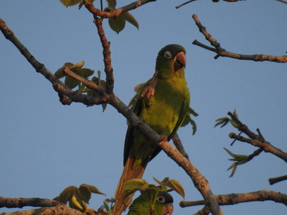   Yellow Chevroned ParakeetYellow Chevroned Parakeet