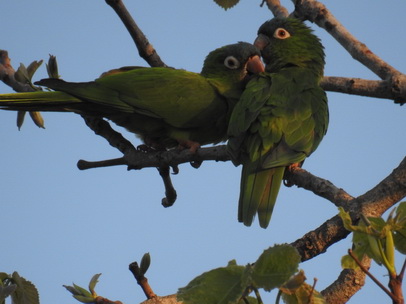   Yellow Chevroned ParakeetYellow Chevroned Parakeet