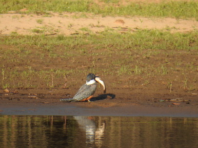   kingfisherkingfisher and big Fish