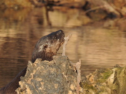   Lontra  Fischotter 