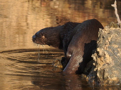   Lontra  Fischotter 