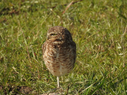   Owl Savannah Eule Greifvogel Borrowing Owl 