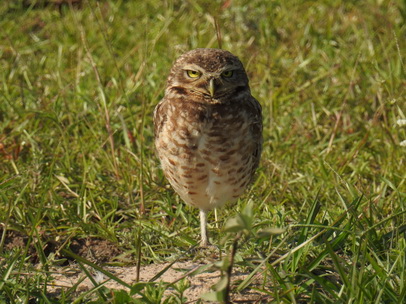   Owl Savannah Eule Greifvogel Borrowing Owl 