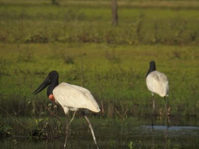 Jabiru Tuiuiui 