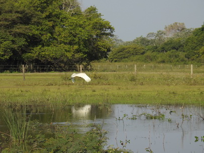 Jabiru Tuiuiui Storch wie Marabu in Africa 