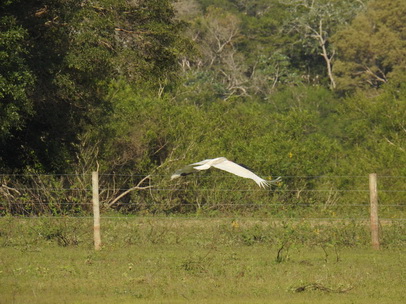 Jabiru Tuiuiui Storch wie Marabu in Africa 