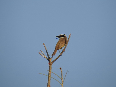 Flycatcher Flycatcher 