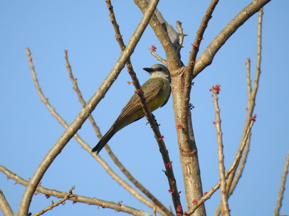 Flycatcher nesting