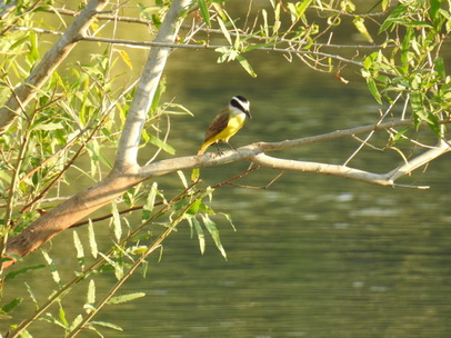 Flycatcher nesting