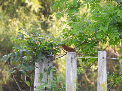 Flycatcher nesting