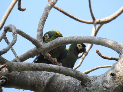 black-hooded-parakeet