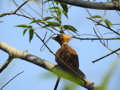 Pica Pau Woodpecker Specht 