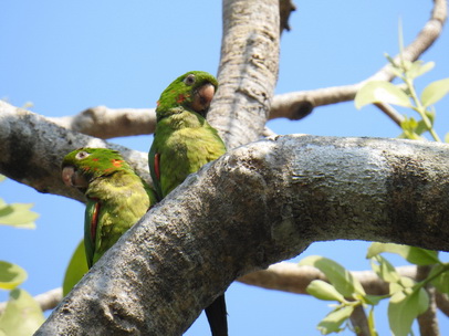 black-hooded-parakeet