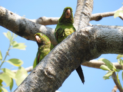 black-hooded-parakeet