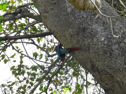 Macaw  Red-and-green-Macaw   Rotflügelara