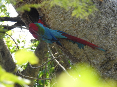 Macaw  Red-and-green-Macaw   Rotflügelara