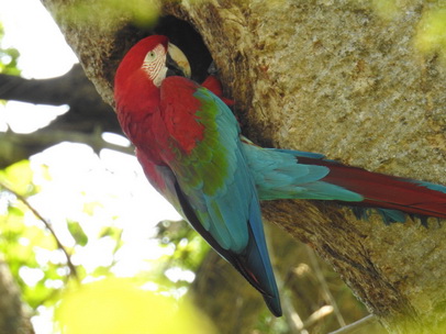   Macaw  Red-and-green-Macaw  Macaw  Red-and-green-Macaw  