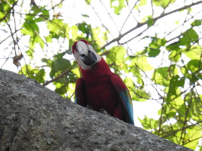   Macaw  Red-and-green-Macaw  Macaw  Red-and-green-Macaw  