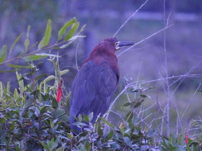   Heron Rufuscent Tiger Heron Heron Rufuscent Tiger Heron 