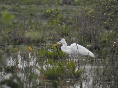 Heron