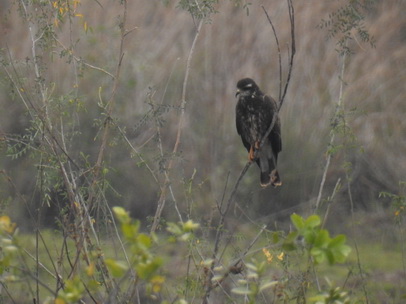 HawkHawk Savannah Hawk