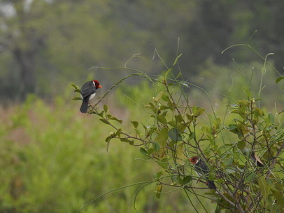 Red Crested Cardinal 