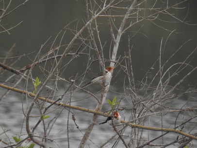 Red Crested Cardinal 