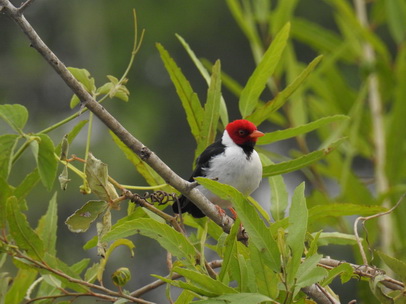 Red Crested Cardinal 