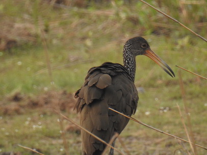 Ibis