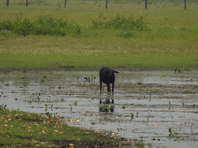 Pousada São João Ecotour   Dschungellodge Pantanal 