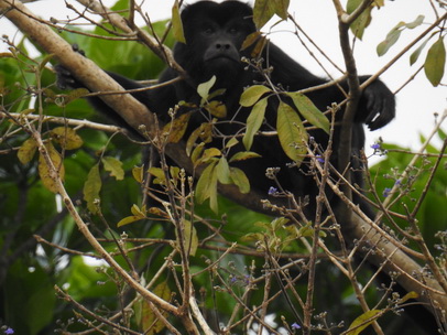 Monkey schwarzer Brüllaffe Klammerschwanzaffe