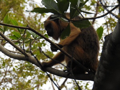 Monkey schwarzer Brüllaffe Klammerschwanzaffe