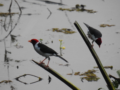 Red Crested Cardinal 